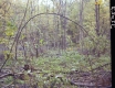 Forested Area