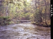 Stream in Forest