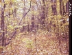 Forested Area