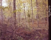 Forested Area