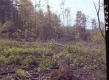 Twigs by Trees