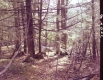 Forested Area