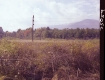 Thickets by Electrical Wires