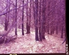 Coniferous Trees in Forest