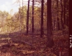 Forest on Slope