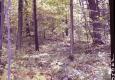Forested Area