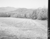 Field and Trees