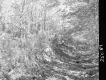 Forest Road