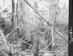 Branches in Forest