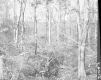 Branches in Forest