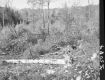 Fallen Tree in Forest