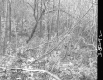 Branches in Forest