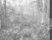 Stream in Forest