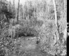 Stream in Forest