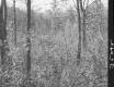 Thickets in Forest