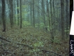 Forest Area