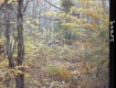Autumn Trees in Forest