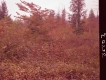 Autumn Plants and Trees