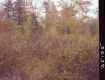 Autumn Plants and Trees