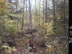 Fallen Trees in Forest