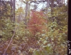 Autumn Forest