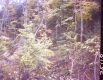 Forest Trees on Slope