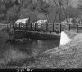 Bridge with Wood Rails