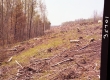 Branches on Slope