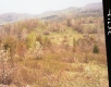 Trees and Plants on Hill