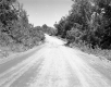 Dirt Road and Trees