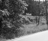 Trees by Paved Road