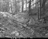 Branch and Stream