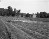 Crop Fields
