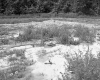 Field with Scattered Plants