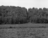 Field and Wooded Hill