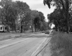 Trees by Paved Road