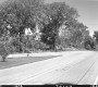 Trees by Paved Road