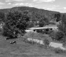 Cows by Road and Bridge