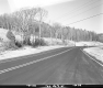 Deciduous Trees by Paved Road