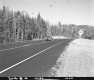 Trees by Paved Road