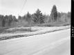 Trees by Dirt Road