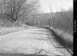 Trees Surrounding Dirt Road