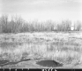 Field with Tall Grass
