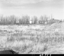 Field with Tall Grass