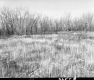 Field with Tall Grass