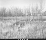 Field with Tall Grass