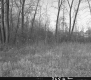 Grass and Trees