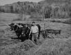 Haying with oxen