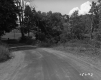 Dirt road surrounded by trees