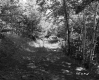 Dirt path through a wooded area